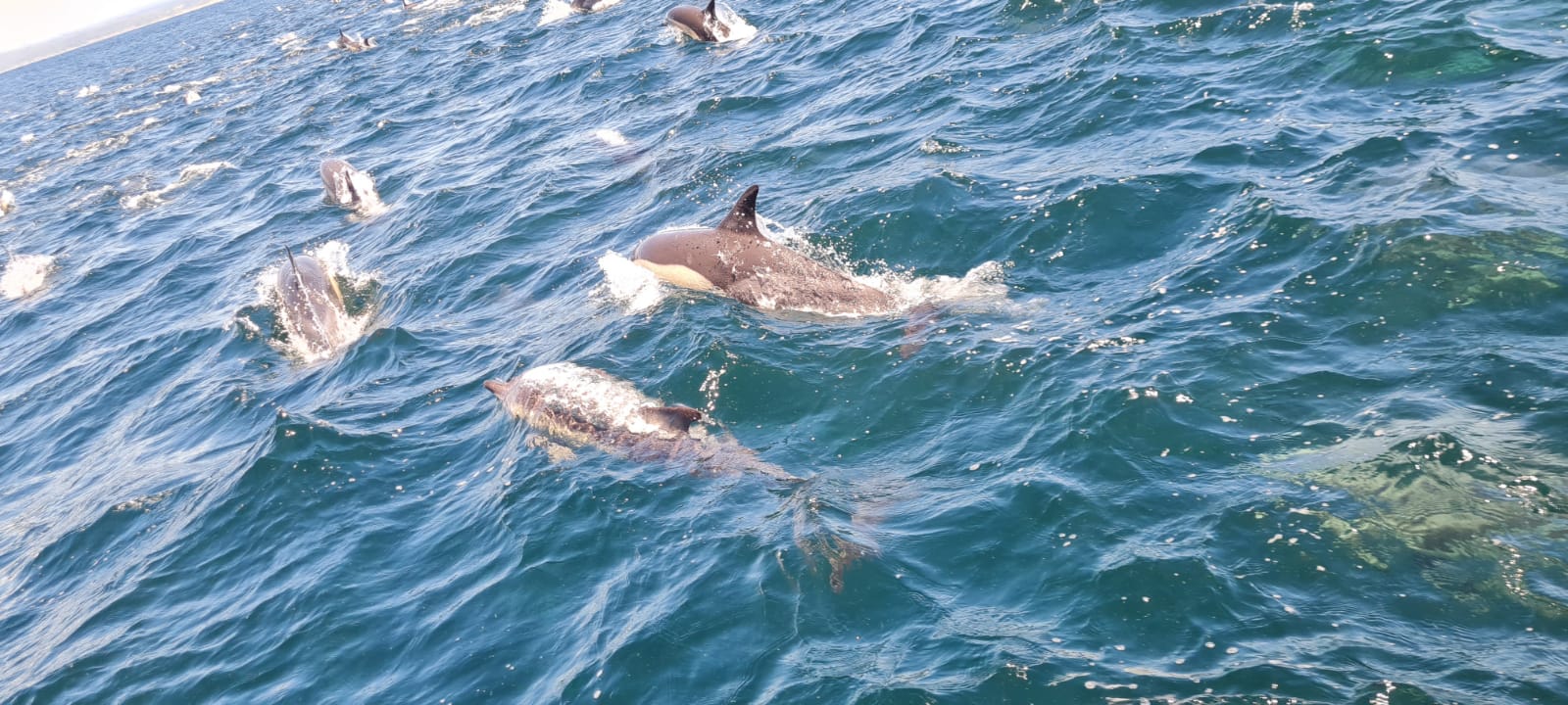 Plett Marine Mammal Magic